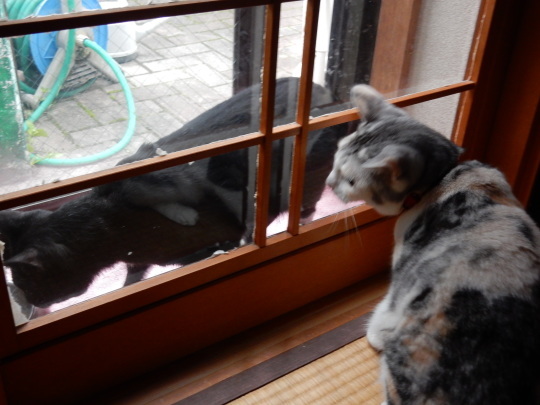のらくろ安息日_e0355177_18145897.jpg