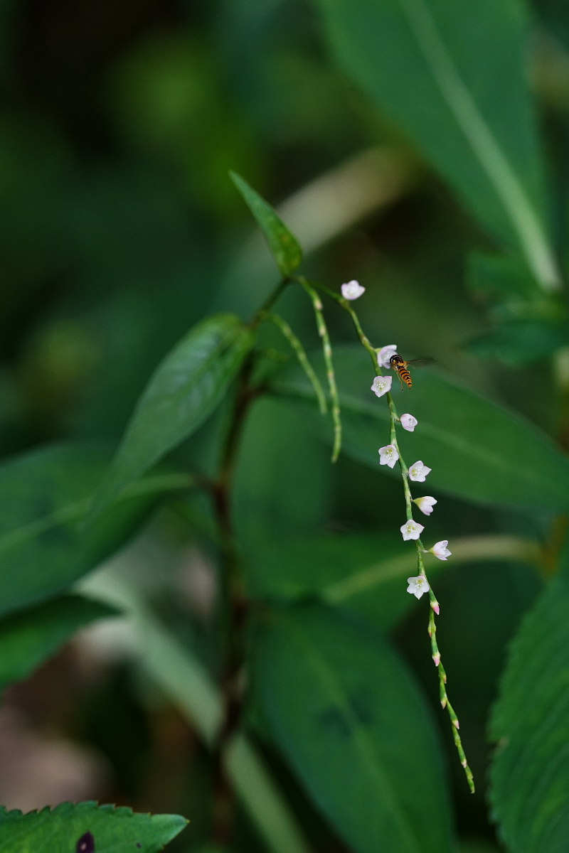 雀　うわぃ_a0083081_13381953.jpg