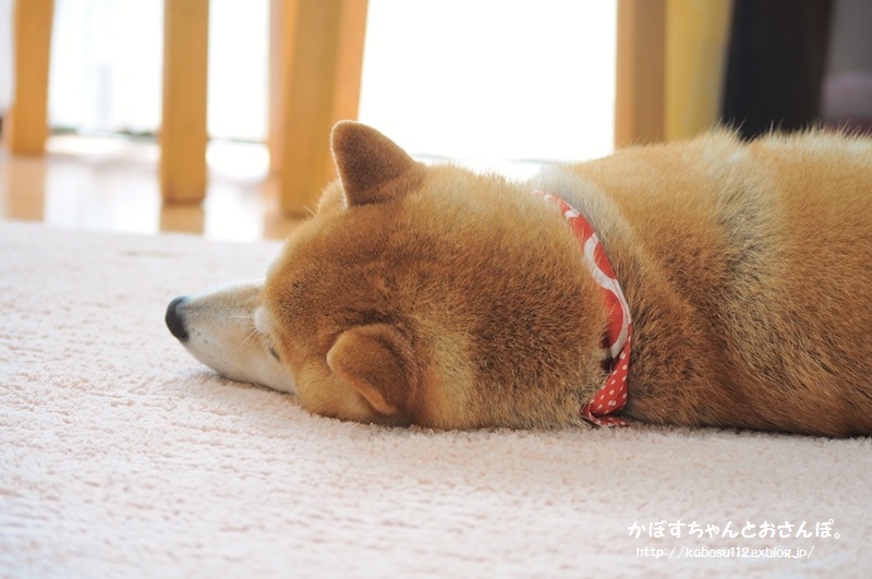 愛情表現_a0126590_23545650.jpg