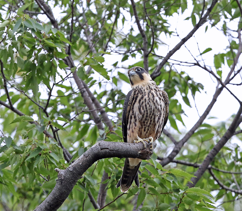 魅せてくれます「チゴハヤブサ幼鳥」_d0195897_18231419.jpg