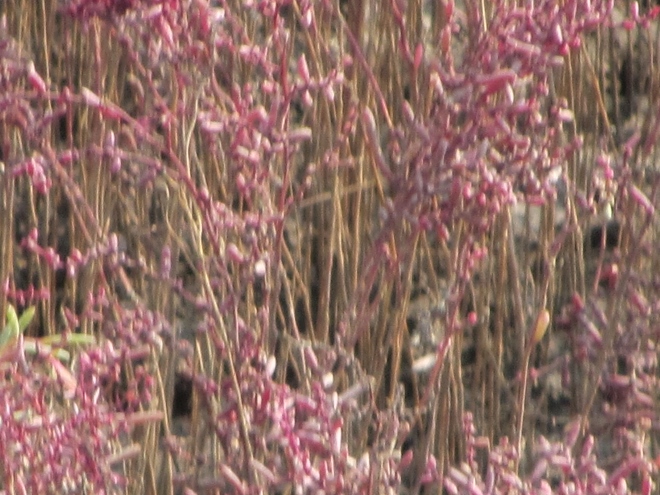 e0033301_10324491.jpg