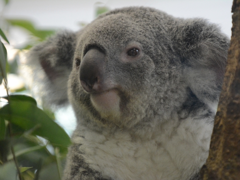ワカの顔 Bonsoir