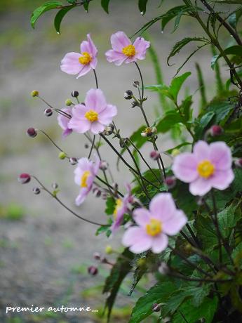 秋の風情を感じる花 花が教えてくれたこと