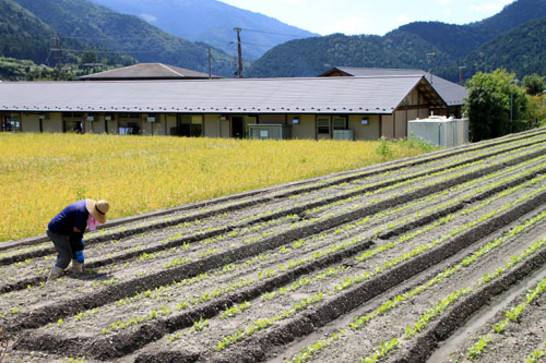 大原の里 農作業風景_e0048413_21424582.jpg