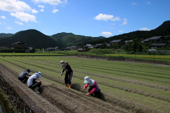 大原の里 農作業風景_e0048413_2143353.jpg