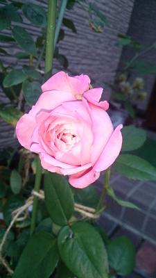 b0128423_0153416.jpg