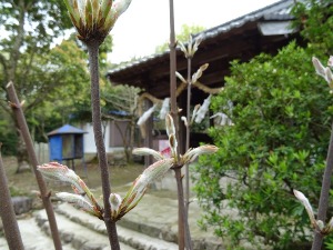 生目神社 2015秋の大祭_f0213825_10341569.jpg