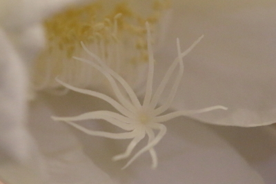 e0156339_22492842.jpg