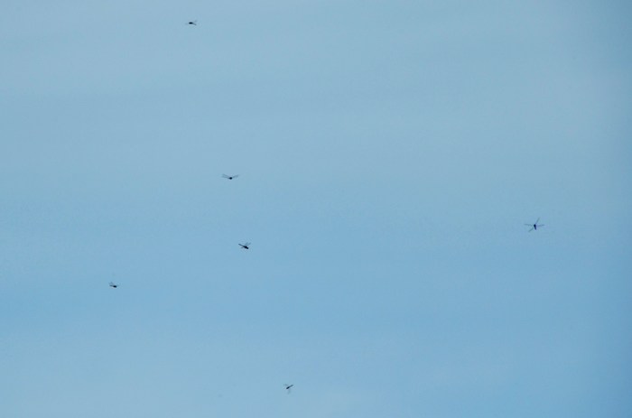 c0202242_112082.jpg