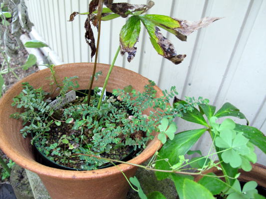 c0147952_013818.jpg