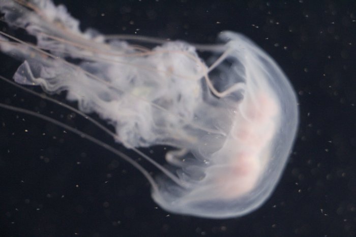 京都水族館その四_c0135957_15144356.jpg