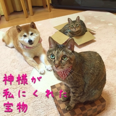 いるいる_a0126590_23431341.jpg