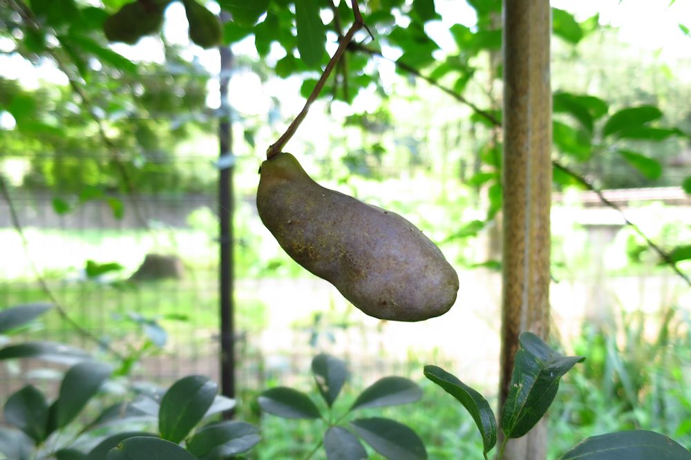 ★ ちょっぴり、食い物の恨み的な・・・ww（芋虫の画像有り）_a0278092_7132176.jpg