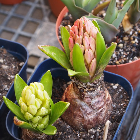 球根の鉢植え栽培_a0292194_22401650.jpg