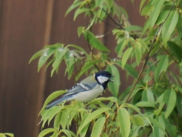 c0155198_18305165.jpg