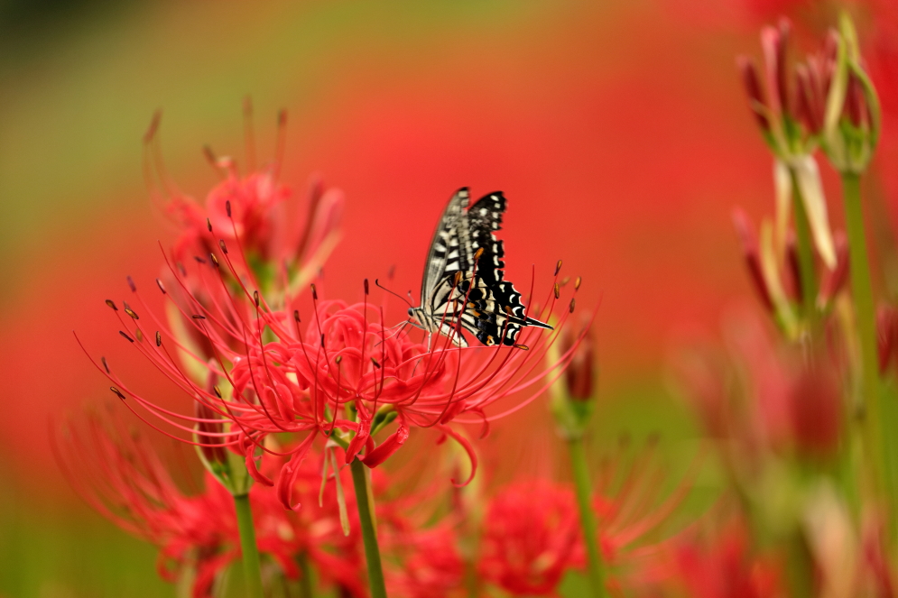 曼珠沙華_c0278800_6571195.jpg