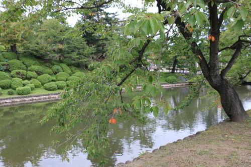 朝の松岬公園、　９月１７日（白露・次候）　鶺鴒（せきれい）鳴く_c0075701_12574920.jpg