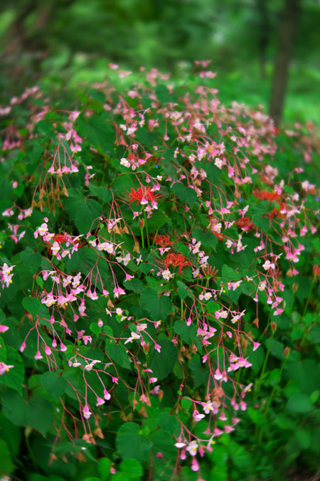 花之江の郷の秋の始まり3_a0263109_1129693.jpg