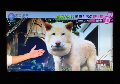 ぷっちゃん全国区 よしけそブログ