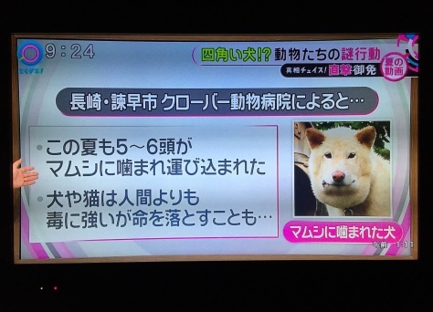 ぷっちゃん全国区 よしけそブログ