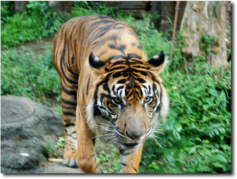 上野動物園散歩_c0159713_10412886.jpg