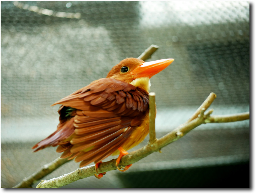 上野動物園散歩_c0159713_1044391.jpg