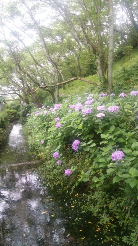 花、水、鳥、そして長～い滑り台！！蓮華寺池公園_e0342314_14144247.jpg