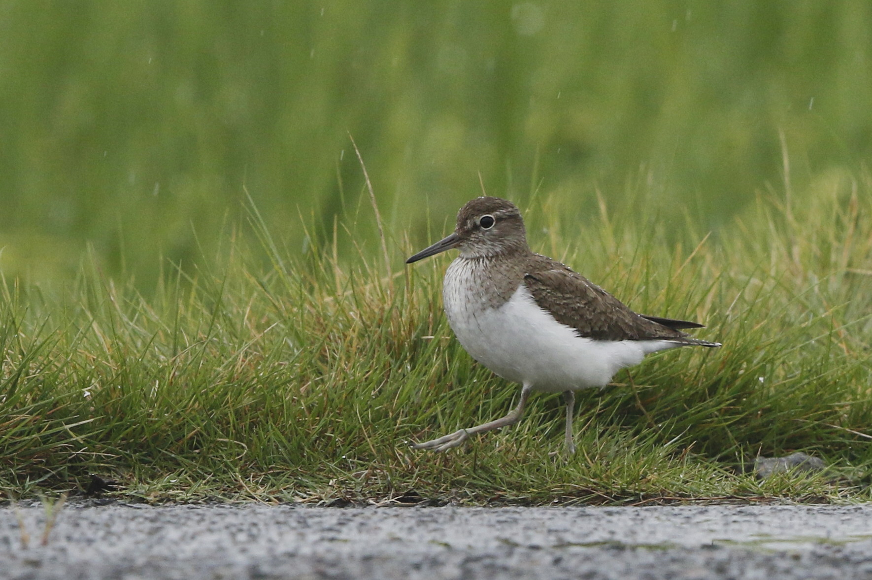 雨の中の探鳥でイソシギに逢う_f0239515_23292882.jpg