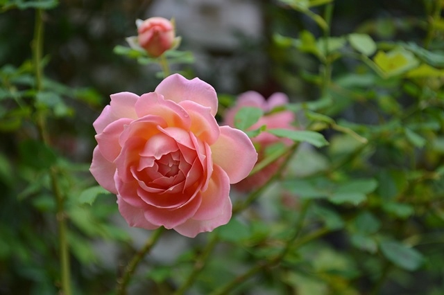 d0096422_8161663.jpg
