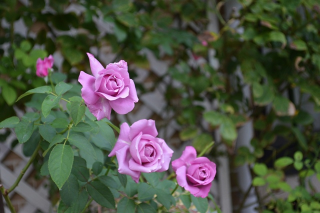 d0096422_8174710.jpg