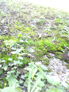 e0196125_2153051.jpg