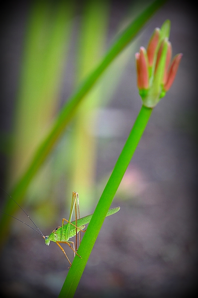 曼珠沙華_b0314043_08451746.jpg