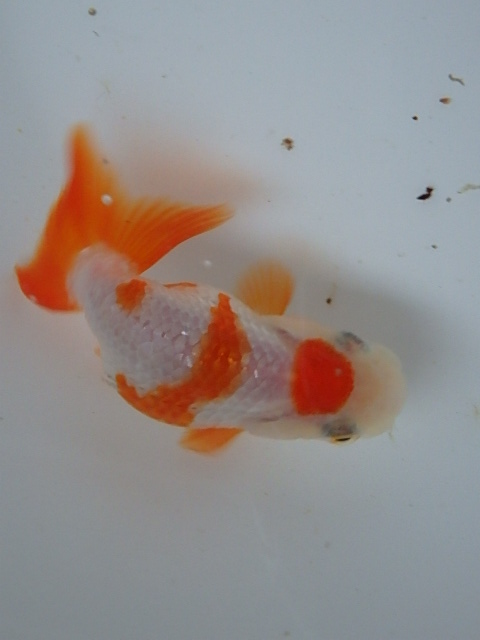 f0334143_8525992.jpg