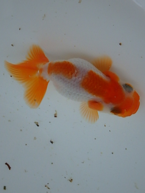 f0334143_8534238.jpg