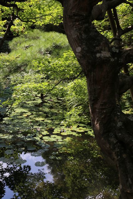 夏の緑の永観堂　其の一_c0342646_13472222.jpg