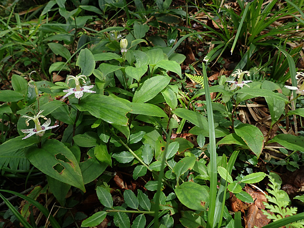 紅葉前に大万木山 清治の花便り