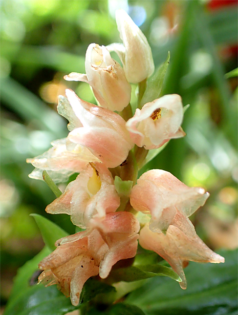 紅葉前に大万木山 清治の花便り