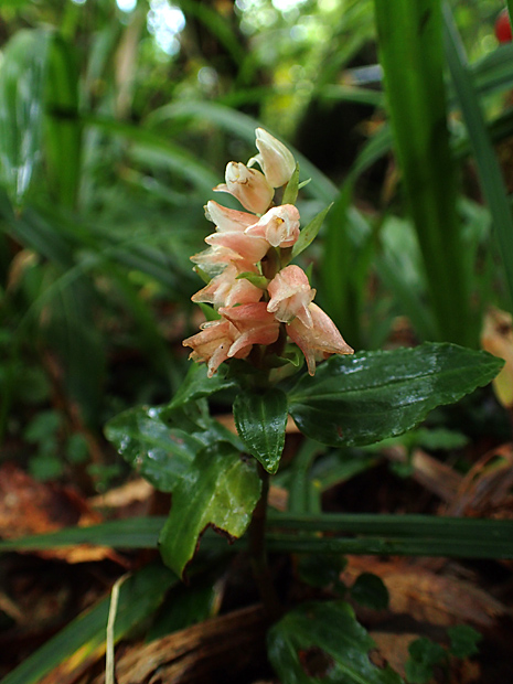 紅葉前に大万木山 清治の花便り