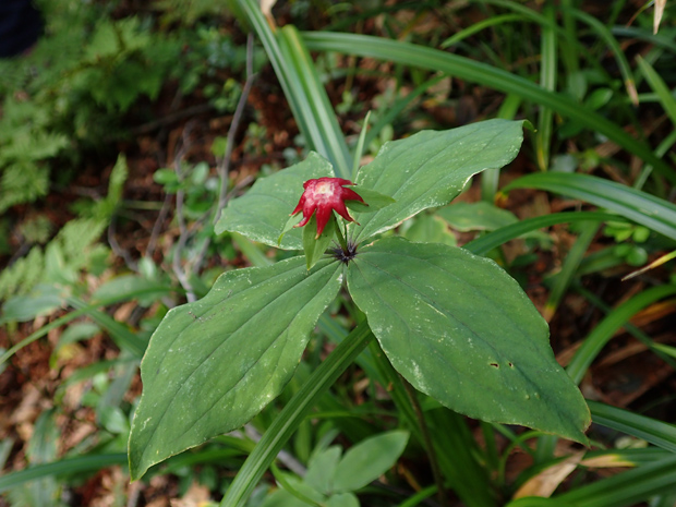 紅葉前に大万木山 清治の花便り