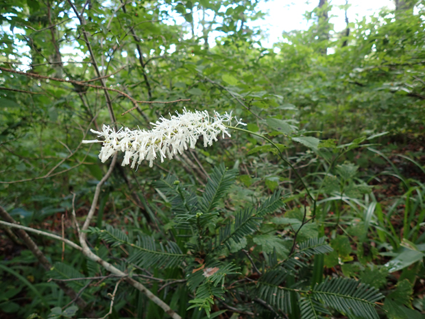 紅葉前に大万木山 清治の花便り