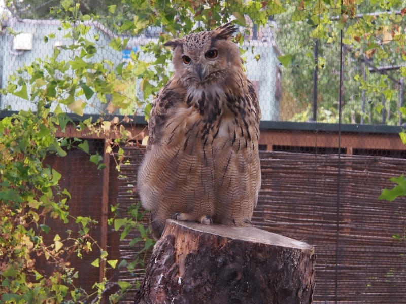 旭川 ③ 旭山動物園であそぶ（　2015.９.10～12　）　_b0335256_13294402.jpg