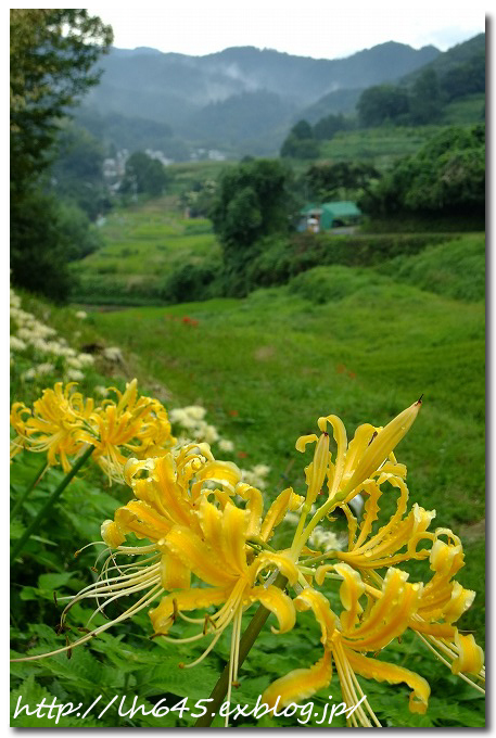 明日香案山子祭り～山田寺跡の彼岸花_c0178465_00225635.jpg