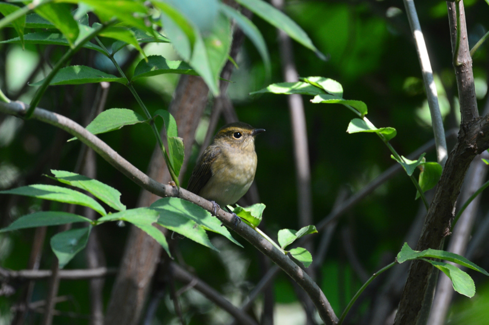 渡りの小鳥 Ⅱ キビタキ_f0053272_8131553.jpg