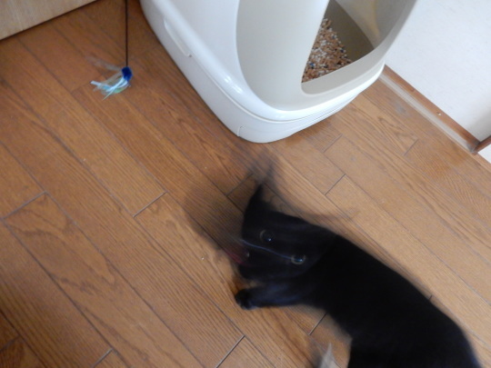 のらくろ&オールブラックス_e0355177_15441644.jpg