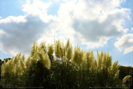 神代植物公園_a0133484_14191518.jpg