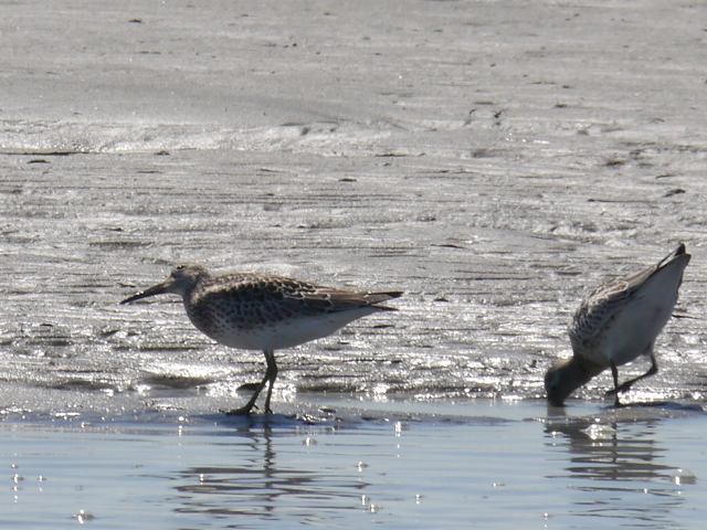 船橋三番瀬の水鳥2（オバシギ、ハマシギ、ミユビシギ、ミヤコドリ）_d0088184_18025234.jpg