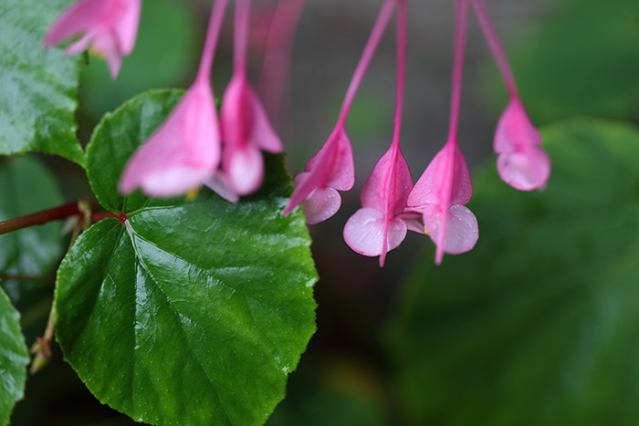 雨の日の花_d0234484_15295049.jpg