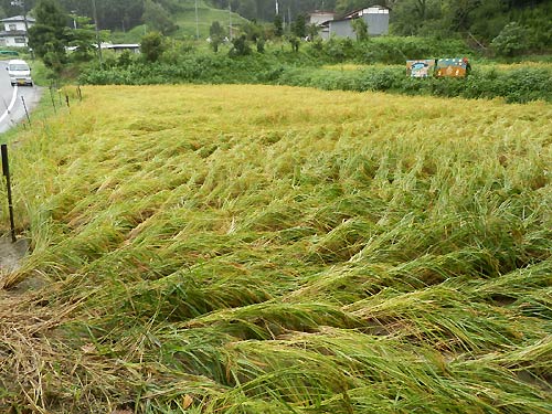 9月10日の田んぼ(月光原小・西根小)_d0247484_1712798.jpg