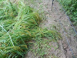 9月10日の田んぼ(月光原小・西根小)_d0247484_1713139.jpg