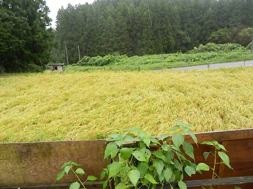 9月10日の田んぼ(月光原小・西根小)_d0247484_17152297.jpg